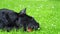 Black giant schnauzer purebred dog lies in the park on green summer background.