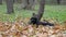 Black Giant Schnauzer is resting on fallen yellow foliage in the forest. The dog lies near the tree with its hind legs