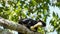 Black Giant Squirrel sleeping on the tree after eating