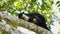 Black Giant Squirrel sleeping on the tree after eating