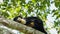 Black Giant Squirrel sleeping on the tree after eating