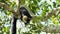 Black Giant Squirrel sleeping on the tree after eating