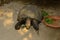 Black Giant Tortoise (Manouria emys phayrei)