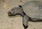 Black Giant Tortoise (Manouria emys phayrei)