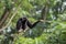 Black gibbon