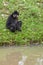 Black gibbon