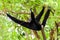 Black gibbon climbing tree