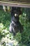 Black gibbon looking behind a window