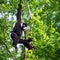 Black Gibbon males.