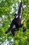 Black Gibbon males.