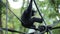 Black gibbon monkey sitting at zoo