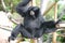 Black Gibbon Monkey in a Zoo