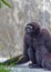 Black Gibbon in New Delhi Zoological Park, India