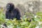 Black Gibbon in New Delhi Zoological Park, India