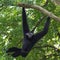 Black Gibbon(White-Cheeked Gibbon)