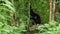 Black Gibbon with white face and eyebrow resting on a tree with head on the knee