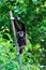 Black Gibbon in zoo