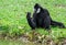 Black gibbons