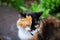 Black ginger white cat on a background of green grass