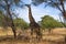 Black giraffe eating from an acacia on a pathway in the savanna of Tarangire National Park, in Tanzania