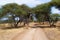 Black giraffe walking and crossing a pathway between acacias in the savanna of Tarangire National Park, in Tanzania