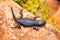 Black girdled lizard at Cape of Good Hope, South Africa
