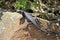 Black girdled lizard (Cordylus niger) on the Cape Peninsula