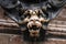 Black glossy metal strong teeth scary hairy Lions face statue scratch gold bronze, attractive sculpture art