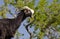 Black goat in Argan tree