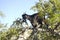 Black goat in Argan tree