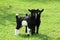 Black goat babies in the grass