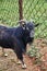 Black goat. Black nigerian goat on a reindeer farm