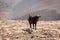 Black goat buck with horns and yellow eyes, waking on a stony ground with rocky barren mountains in the background