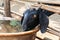 Black goat drinking water from the big clay barrel in Bagan village, Myanmar