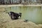 black goat drinks water from a small lake