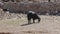 Black Goat eating grazing grass on a field at village countryside. looking for food in stone roads