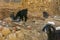 Black goat eats old paper box and newspaper. An animal stands in a garbage dump next to a stone house in Marsa Alam, Egypt. Cute.