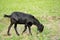 black goat in field, free. Steep goats.Goats eating grass,Goat on a pasture,