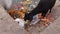 Black goat on Ganges river coast eating ceremony flowers in Varanasi