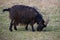 Black goat grazes on young spring grass