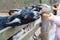 A black goat with horns peeps out from behind a fence. The animal outdoors looks at the camera. Children feed the goat