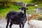 Black goat with horns on the road