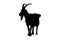 Black goat isolated on white background