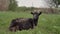 The black goat lies on a green lawn and looks around and into the camera