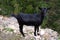 Black goat in the Mallorcan countryside.