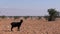 Black goat in Moroccan desert landscape