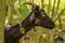 Black goat profile image