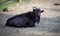 The black goat rests in the corral