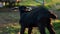 Black goatling standing on paddock at rural farm. Domestic animal at farm