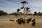 Black goats in an Argan tree